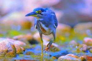 2018俄罗斯世界杯，突尼斯的精彩瞬间突尼斯世界杯