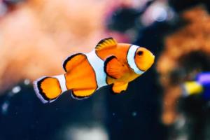 2022年卡塔尔世界杯欧洲区名额分配方案全解析世界杯欧洲名额分配